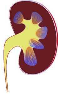 kidney fail
