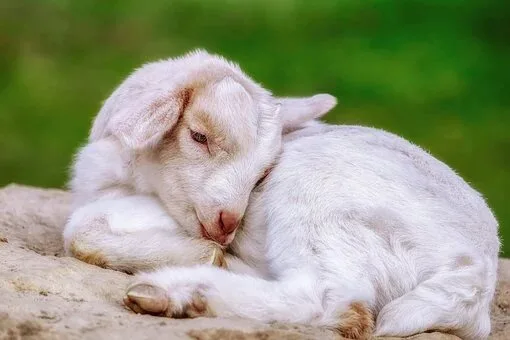Qurbani Kis Par Wajib Hai